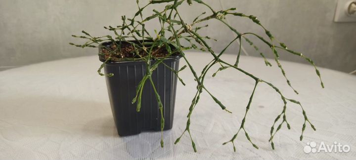 Продам цветы комнатные (хатиора )