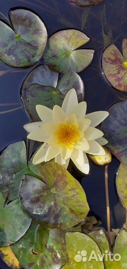Продам нимфеи