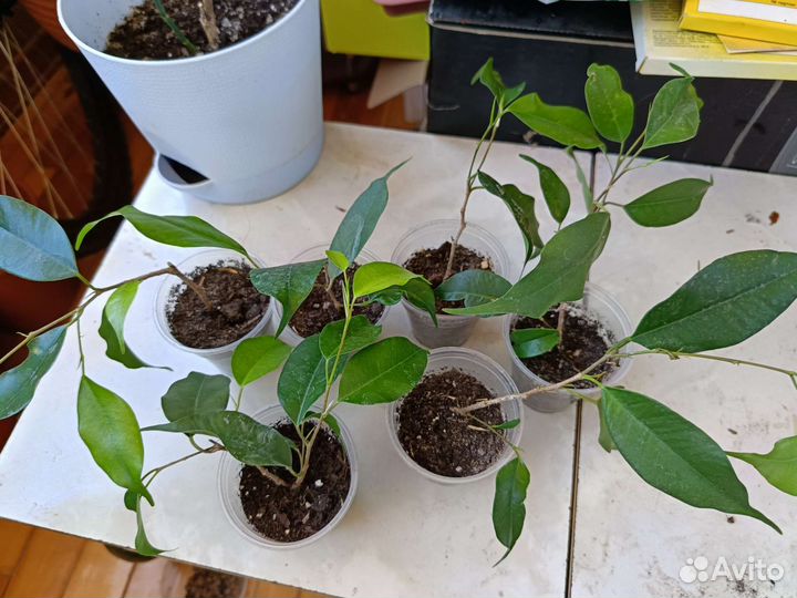 Цветы комнатные