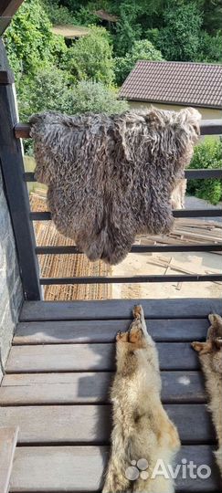 Шкура волка