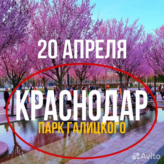 20 апреля Краснодар, парк Галицкого