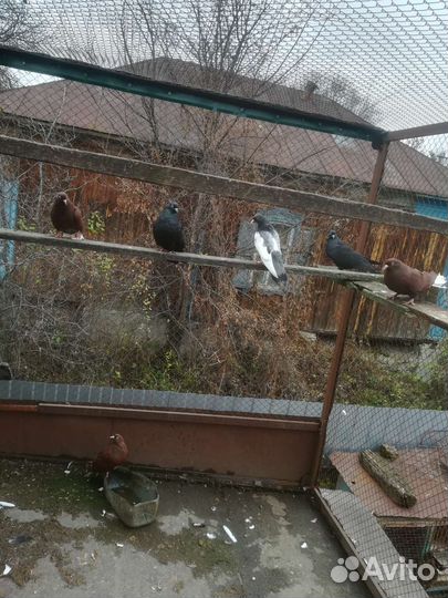 Продажа николаевских голубей