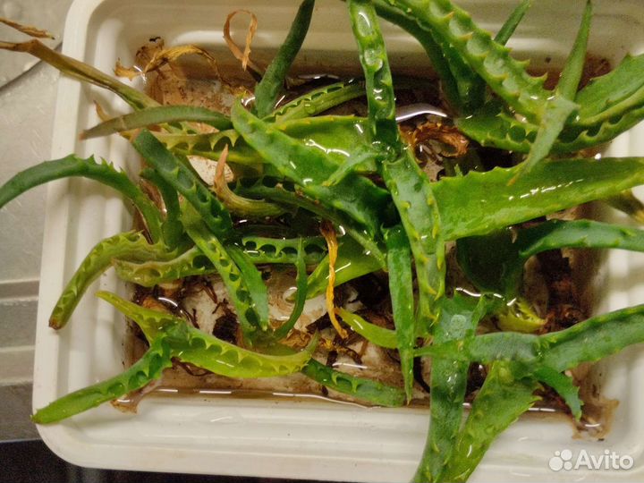 Алоэ столетник