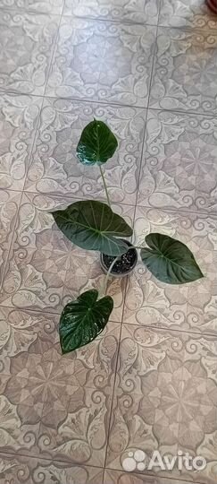 Алоказия Регал Шилдс