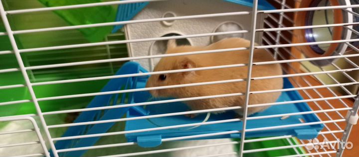 Сирийский хомяк