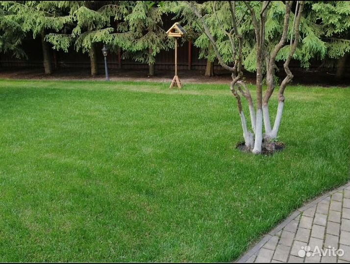 Рулонный газон Элитный