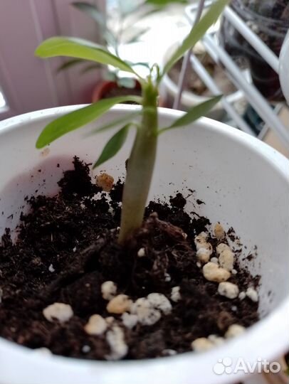 Адениум Обесум