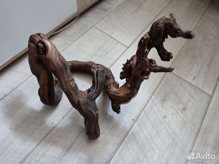 Маисовый полоз с террариумом