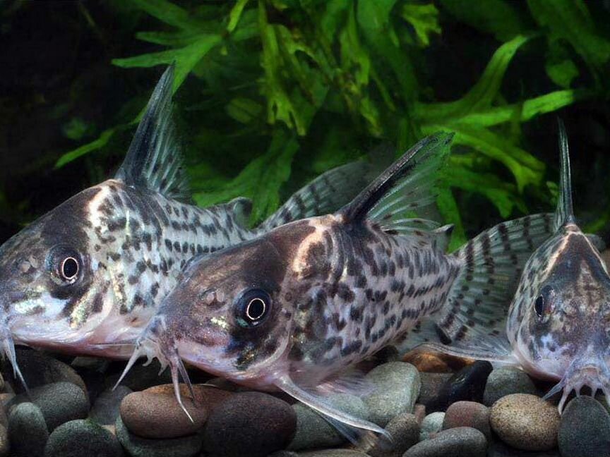 Коридорас Леукомелас (Corydoras Leucomelas)