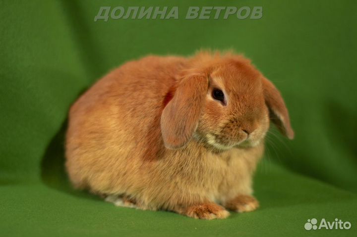 Рыжие кролики минилопы от миниатюрных родителей