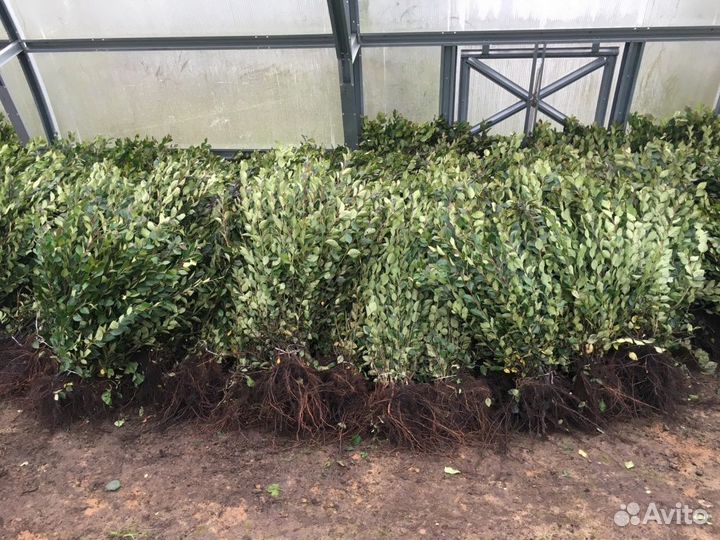 Кизильник блестящий