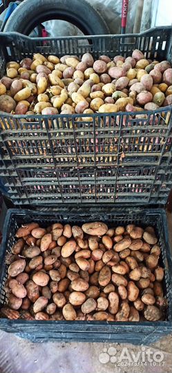 Картошка семенная