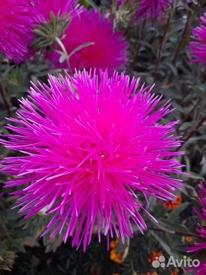 Цветы и семена астры