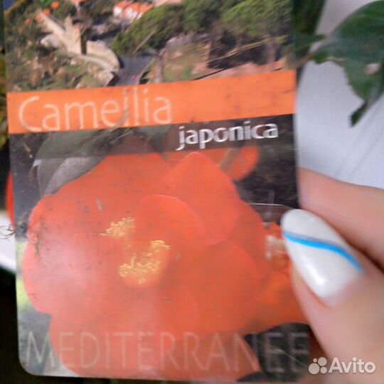 Камелия японская