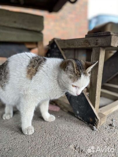 Кошка в дар