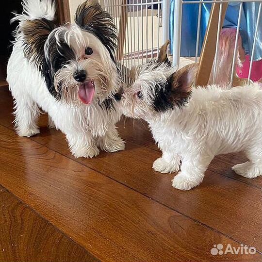 Мечты сбываются