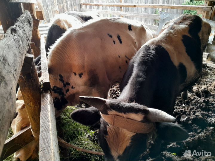 Продам быков 3 шт