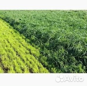 Газон от производителя