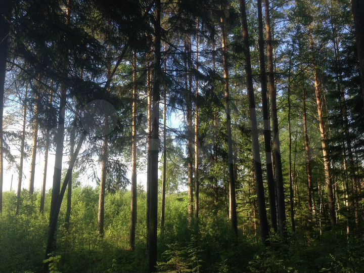 Участок 1,16 га (ИЖС)