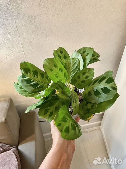 Комнатные растения