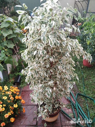 Фикус Бенджамина мелколистный