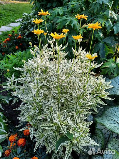 Многолетние садовые растения