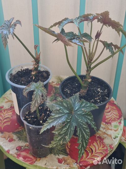 Бегония декоративно лиственная