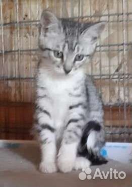 Котёнок Глашенька