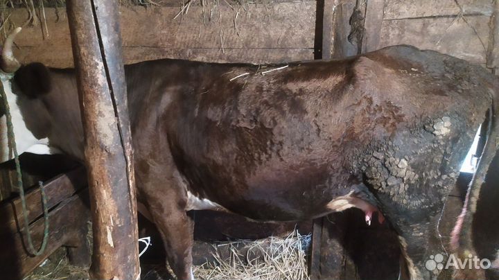 Первотëлка