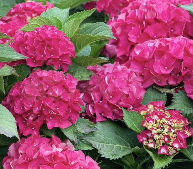 Дом 45 м² на участке 2 сот.