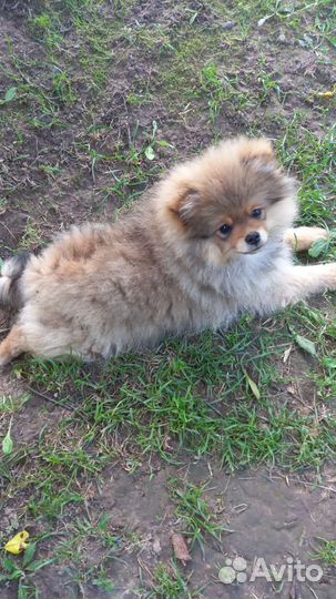 Померанский шпиц