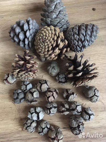 Интерьерные композиции из природных материалов