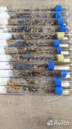 Колонии Муравьев Messor Structor жнецы (муравьи)