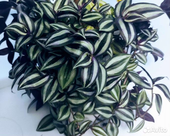 Традесканция зебрина Pendula