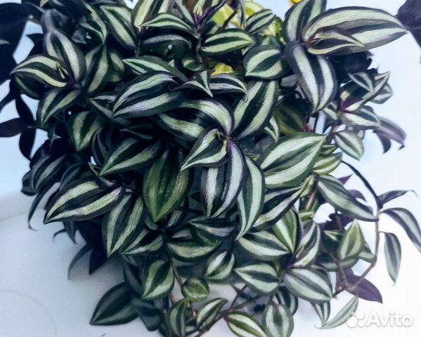 Традесканция зебрина Pendula