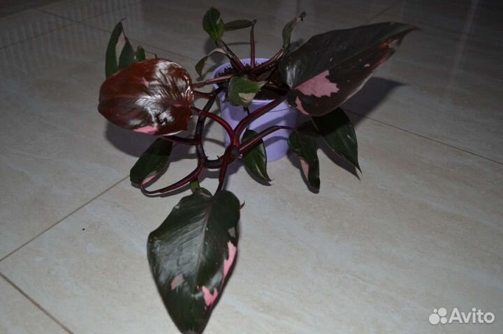 Филодендрон розовая принцесса