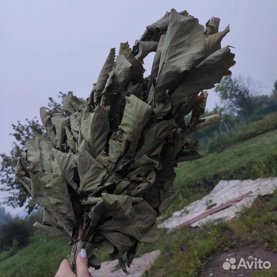 Банные веники дуб береза