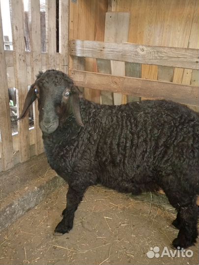 Овцы бараны ягнята