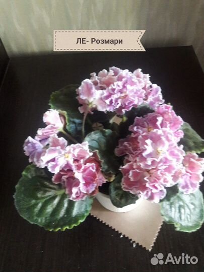 Домашние цветы