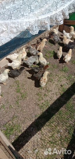 Цыплята несушки подрощенные