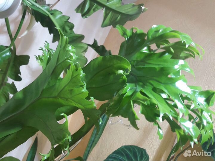 Папоротники,сингониумы сортовые