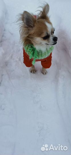 Ищем невесту