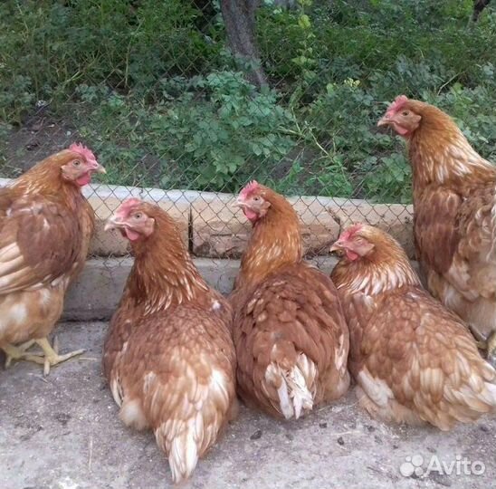 Куры несушки на дом