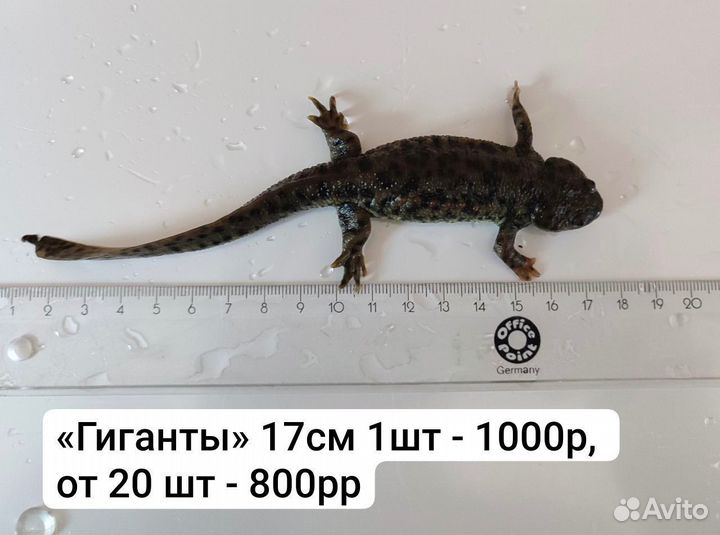 Тритон испанский
