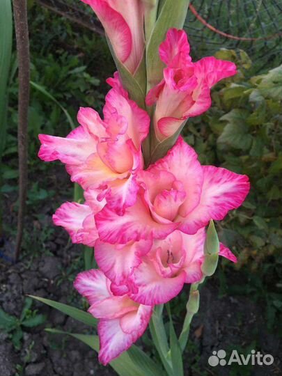 Гладиолусы луковицы