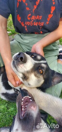 Собаки в добрые руки