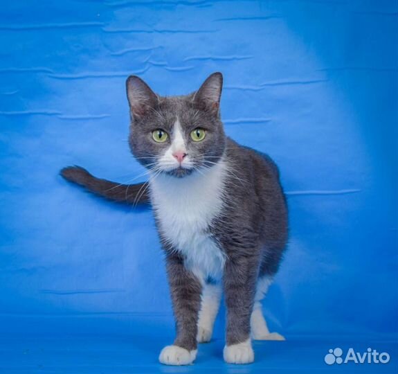Красивая кошка Луния (1, 5 года)