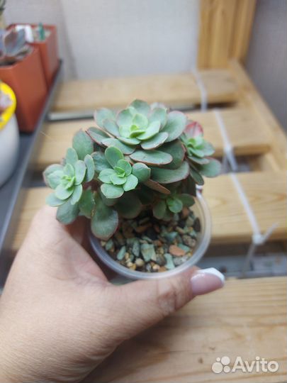 Эхиверия суньен кустовой