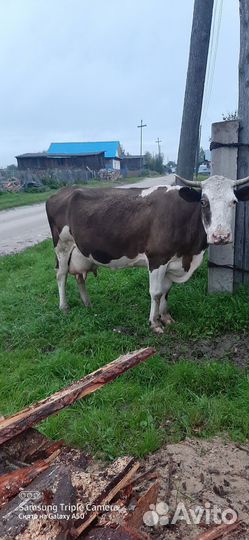 Корова высокоудойная