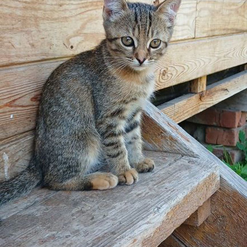 Котенок в добрые руки Наследственная мышеловка